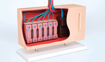 稳定供给的超强短信测压